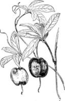 vruchtlichamen Afdeling van billardiera longiflora wijnoogst illustratie. vector