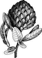 annona diversifolia wijnoogst illustratie. vector