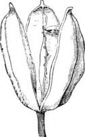 dehiscing capsule van iris wijnoogst illustratie. vector