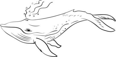 walvis tekening, illustratie, vector Aan wit achtergrond.