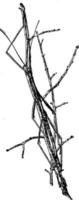 wandelen stok, wijnoogst illustratie. vector