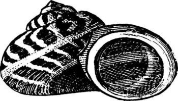 schelp, wijnoogst illustratie. vector
