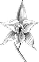 bloem van Laelia albida wijnoogst illustratie. vector