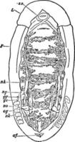 dissectie van de nier- organen van een chiton, wijnoogst illustratie. vector