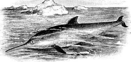 dolfijn, wijnoogst illustratie. vector