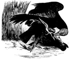 zwart gier, wijnoogst illustratie. vector