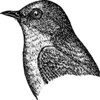 blauwe vogel, wijnoogst illustratie. vector