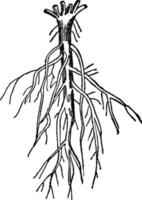 vertakking wortel wijnoogst illustratie. vector