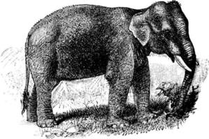 Indisch olifant, wijnoogst illustratie. vector