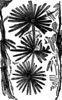 fossiel plant, wijnoogst illustratie. vector