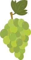 groen druiven , illustratie, vector Aan wit achtergrond