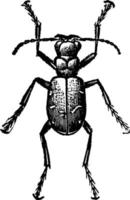 tijger kever of cicindela hudson, wijnoogst illustratie vector