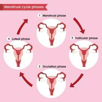 wetenschappelijke medische illustratie van menstrale cyclusproces vector