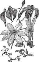 clematis lawsoniana henryi wijnoogst illustratie. vector