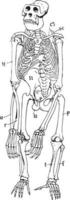 gorilla skelet, wijnoogst illustratie vector