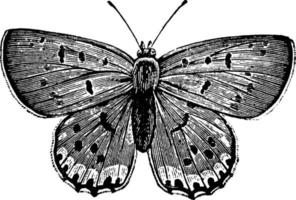 vlinder of chrysophanus hoe, wijnoogst illustratie. vector