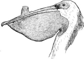 pelikaan, wijnoogst illustratie. vector
