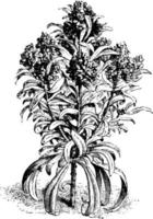 mathiola incana flore-pleno wijnoogst illustratie. vector