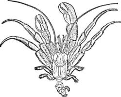kluizenaar krab, wijnoogst illustratie. vector