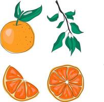 sinaasappels fruit. vlak vector illustratie.