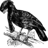 parapluvogel, wijnoogst illustratie. vector