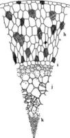 s. oculata antenne wortel wijnoogst illustratie. vector