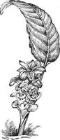 kurkuma petiolata wijnoogst illustratie. vector