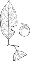 geslacht diospyros, ik. kaki wijnoogst illustratie. vector