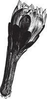 cereus peruvianus wijnoogst illustratie. vector