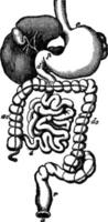 menselijk spijsvertering organen, wijnoogst illustratie. vector