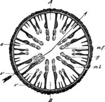 sectie door zee anemoon zee anemoon, wijnoogst illustratie. vector