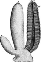 sycon gelatinosum, wijnoogst illustratie. vector