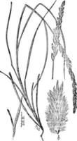 geel Lyme gras wijnoogst illustratie. vector