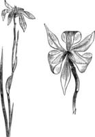 bloeiwijze en bloem van moraea irioides wijnoogst illustratie. vector