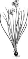 narcis tazetta tussenpersoon wijnoogst illustratie. vector