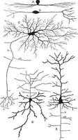 verscheidenheid van de cel lichamen van neuronen, wijnoogst illustratie vector