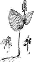 Canada mayflower wijnoogst illustratie. vector