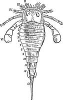 eurypterus fischer, wijnoogst illustratie. vector