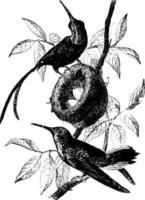 topaas kolibrie, wijnoogst illustratie. vector