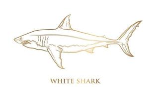 vector goud lijn tekening van een Super goed wit haai Aan een wit achtergrond.