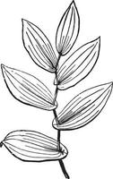 uvularia wijnoogst illustratie. vector