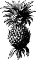 ananas wijnoogst illustratie. vector