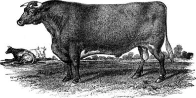 korthoornig stier, wijnoogst illustratie. vector