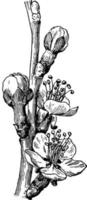 bloemen van de abrikoos wijnoogst illustratie. vector