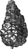 ijshoorntje van pinus pyrenaica wijnoogst illustratie. vector