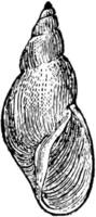 limnaea elodes, wijnoogst illustratie. vector