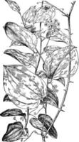 s. kruidachtigen en s. rotundifolia wijnoogst illustratie. vector