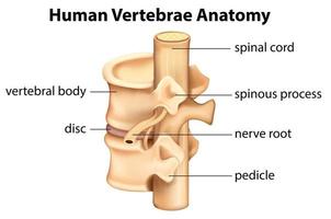 menselijke wervels anatomie grafieken vector