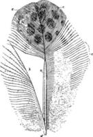 veer van een argus fazant, wijnoogst illustratie. vector