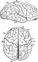 brein, wijnoogst illustratie. vector